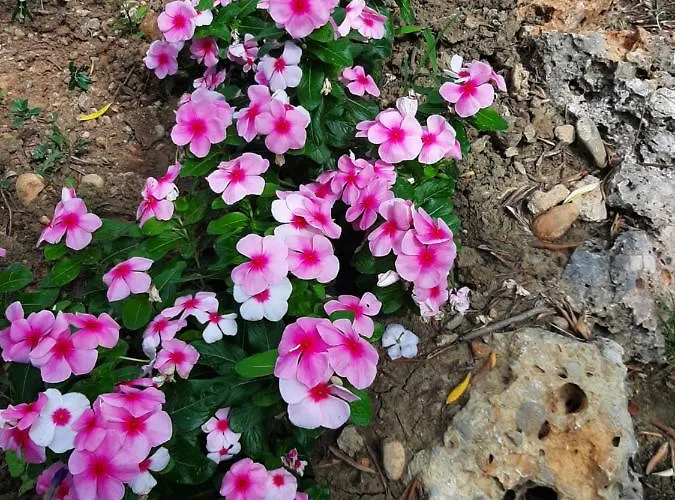 Lea * Starigrad Paklenica