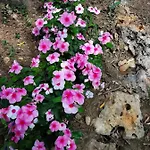 Lea * Starigrad Paklenica