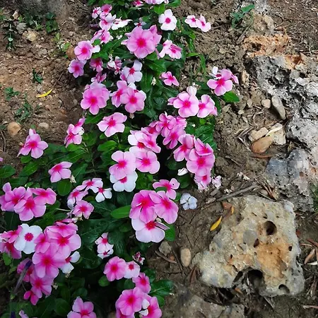 Lea * Starigrad Paklenica